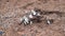 Accumulation of Black-veined White butterflies (Aporia crataegi).