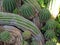 Accumulation of cacti in the botanical garden of Funchal