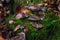 Accumulation f strange Wild Mushrooms in the ground of the wood