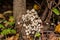 Accumulation of fungus Fairy inkcap