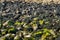 Accumulation of sea rocks covered in seaweed at the beach of tholen, Nature background