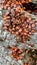 Accumulation of young red bed bugs soldier Pyrrhocoris apterus sitting on a tree stump.