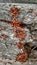 Accumulation of young red bed bugs soldier Pyrrhocoris apterus sitting on a tree stump.