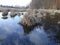 The accumulations of dry grass in the swampy river