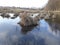 The accumulations of dry grass in the swampy river