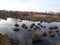 The accumulations of dry grass in the swampy river