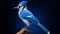 Accurate Bird Specimens: Graceful Blue Jay Portrait On Bold Black Background