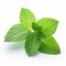 Accurate And Detailed Fresh Mint Leaves On White Background