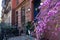 Ace of Hearts Redbud Tree next to a Row of Old Residential Buildings in the East Village of New York City during Spring