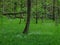 Acer forest in spring, with fresh green undergrowth