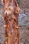 ACER GRISEUM PAPERBARK MAPLE bark