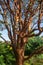 Acer Griseum, paperbark maple tree