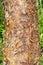 Acer griseum tree bark
