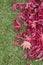 Acer Japanese Maple leaves on an artificial turf grass lawn.  Autumn fall season leaves