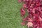 Acer Japanese Maple leaves on an artificial turf grass lawn.  Autumn fall season leaves