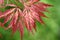 Acer japonicum