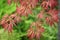 Acer japonicum