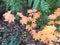 Acer japonicum in autumn