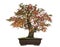 Acer japonicum bonsai tree, isolated