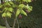 Acer japonicum plant