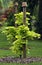 Acer japonicum young plant