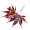 Acer Maple leaves