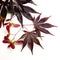 Acer Maple leaves