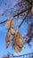 Acer negundo american maple ash maple ripened seeds