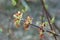 Acer negundo, box elder flowers macro