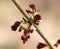 Acer negundo (boxelder maple) male flowers