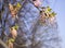 Acer negundo flowering tree branches, amazing green red flowers in bloom, sprintime season, closeup detail view