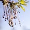 Acer negundo flowering tree branches, amazing green red flowers in bloom, sprintime season, closeup detail view