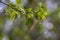 Acer negundo manitoba boxelder maple female purple red white flowers, detail of flowering branches