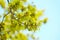 Acer negundo manitoba boxelder maple male purple yellow white flowers, detail of flowering branches, green leaves