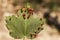 Acer opalus subsp granatensis parasitized leaf with gills of intense red color from Aceria cf macrorhyncha