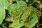 Acer opalus subsp granatensis parasitized leaf with gills of intense red color from Aceria cf macrorhyncha natural light