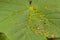 Acer opalus subsp granatensis parasitized leaf with gills of intense red color from Aceria cf macrorhyncha natural light