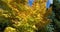 Acer palmatum during the Autumn season