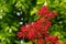 Acer palmatum, commonly known as red emperor maple, palmate maple, Japanese maple or smooth Japanese-maple