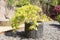 Acer palmatum or Japanese maple shrub growing in a container in