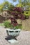 Acer palmatum or Japanese maple shrub growing in a container in