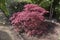 Acer palmatum or Japanese maple shrub growing an oramental gard