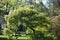  Acer palmatum Seiryu tree in the garden.