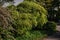 Acer palmatum Seiryu tree in the garden.