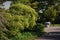 Acer palmatum Seiryu tree in the garden.