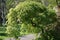 Acer palmatum Seiryu tree in the garden.