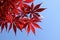 Acer palmatumÃ¯Â¼Ë†Acer palmatum Thunb.Ã¯Â¼â€°