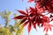 Acer palmatumÃ¯Â¼Ë†Acer palmatum Thunb.Ã¯Â¼â€°