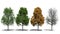 Acer platanoides (Four Seasons)