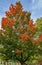 Acer rubrum in autumn